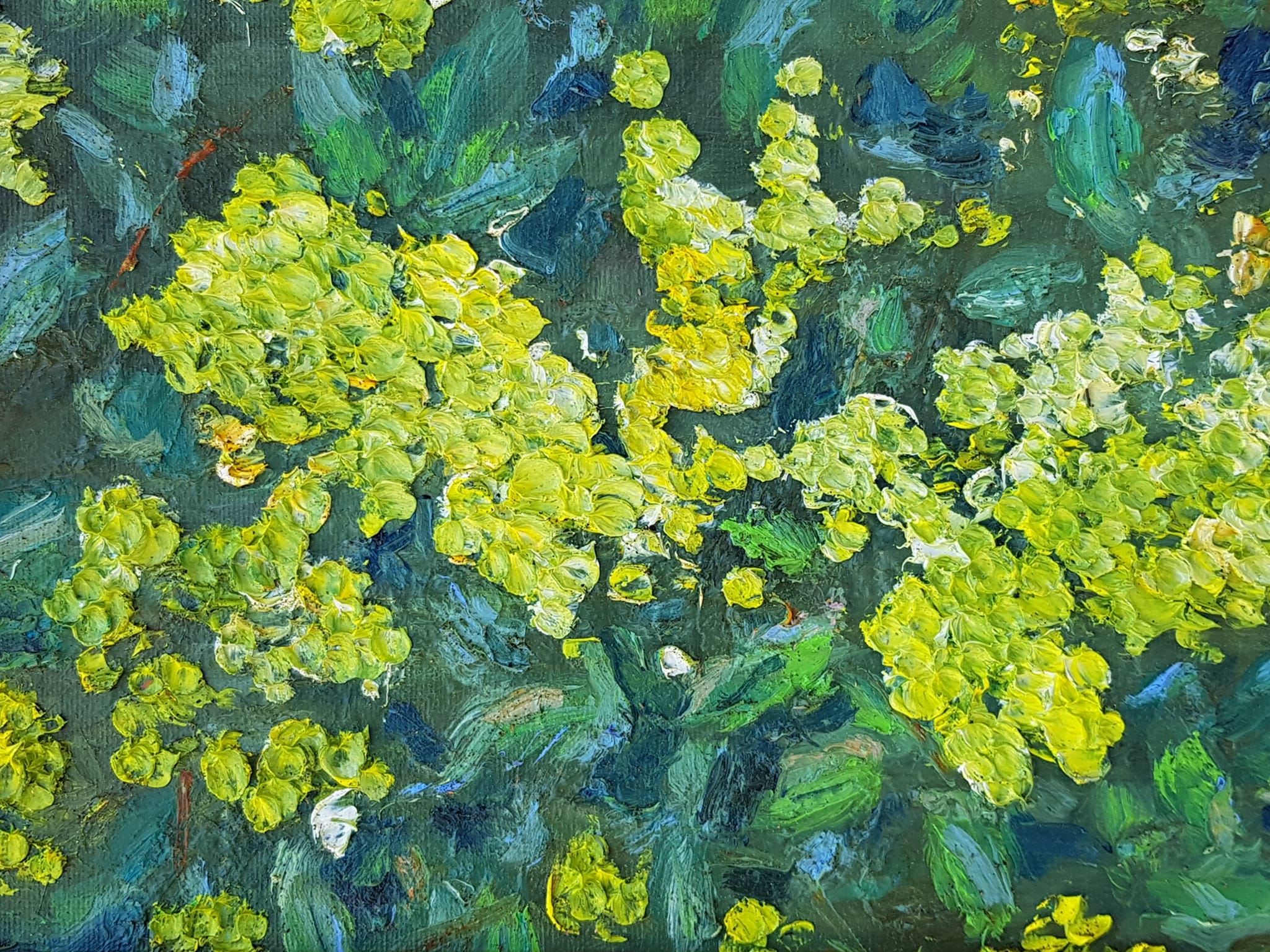 Mimoza