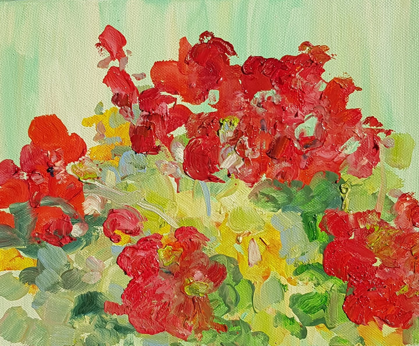 Pelargonijos II