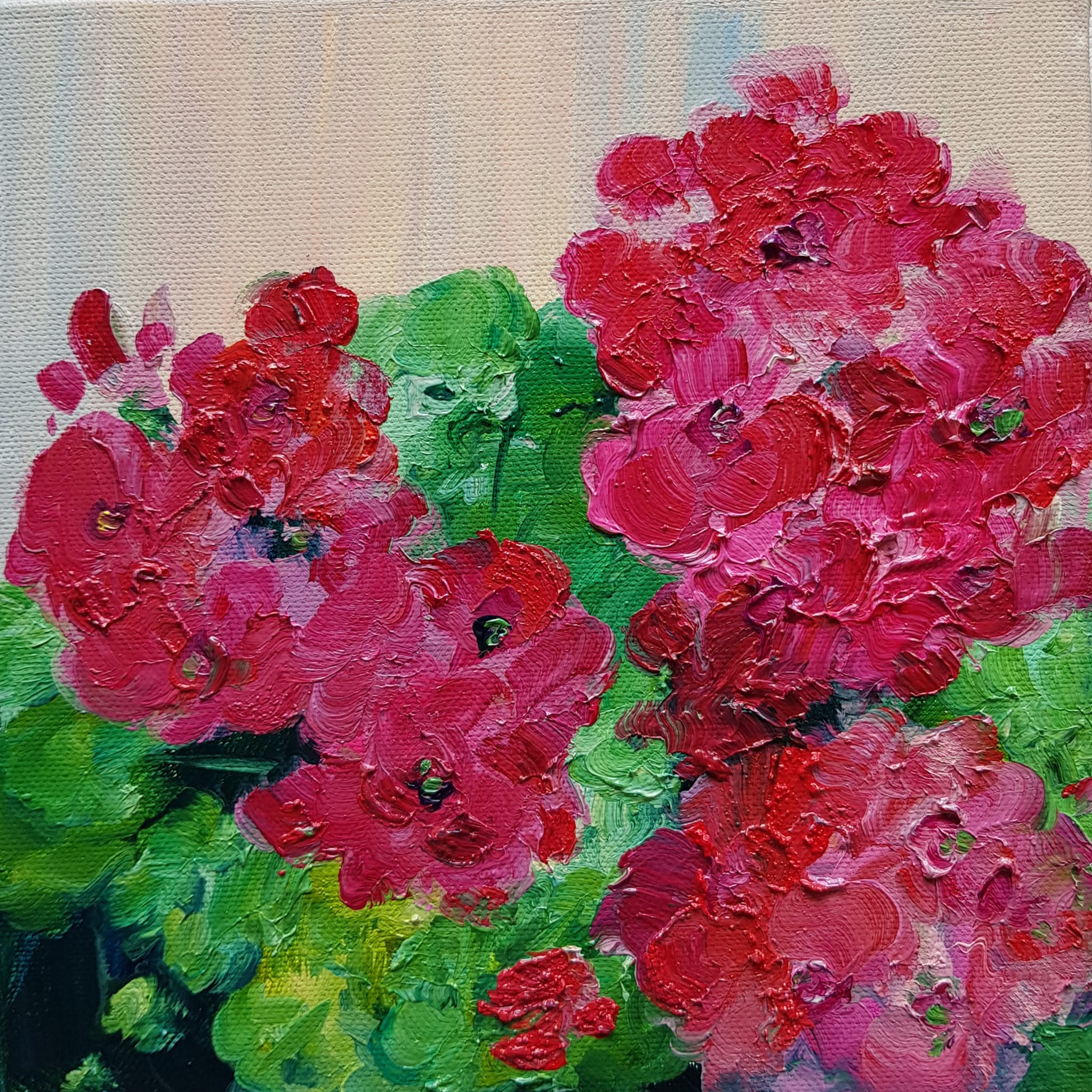 Pelargonijų žiedai
