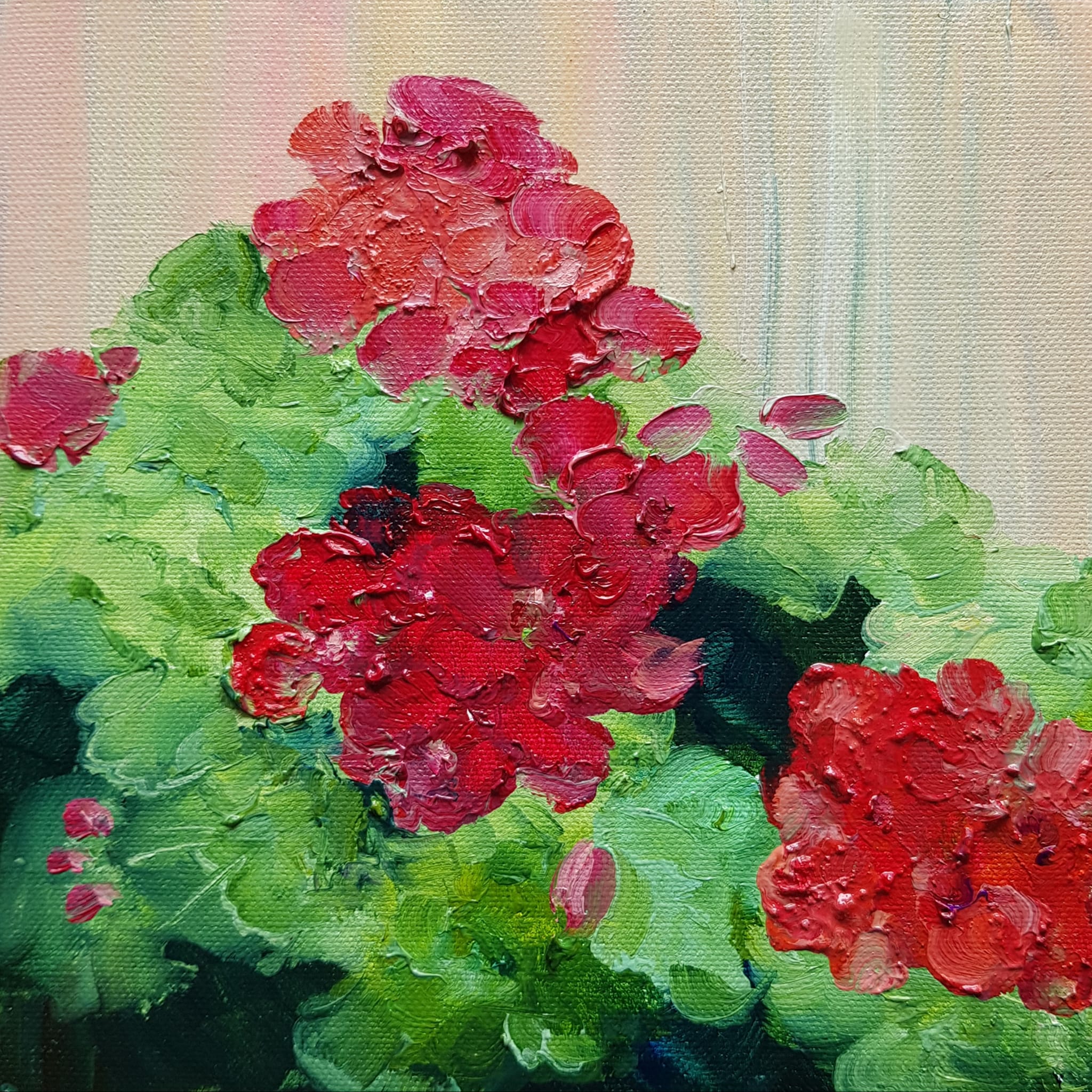 Pelargonijos