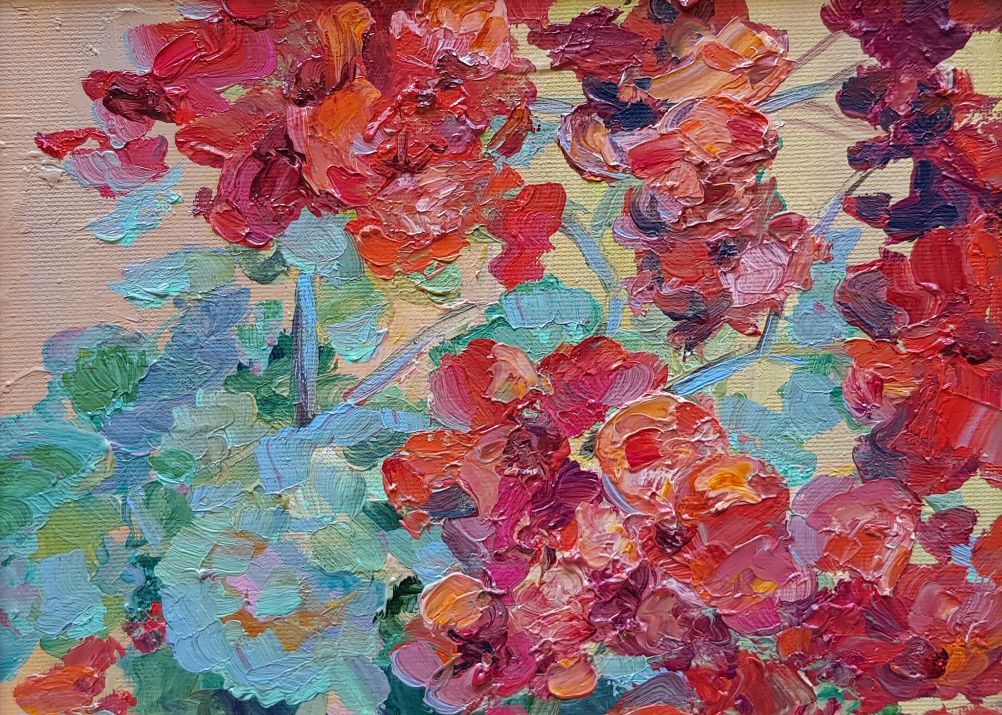 Pelargonijos